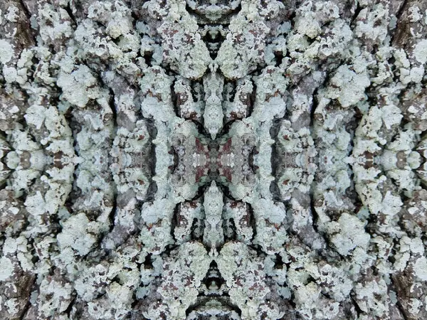 Kaleidoscope Pattern Lichens — Stock Photo, Image