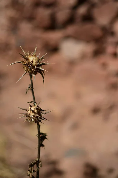 Egy Függőleges Lövés Egy Tüske Virág Sivatagban Homályos Háttérrel — Stock Fotó