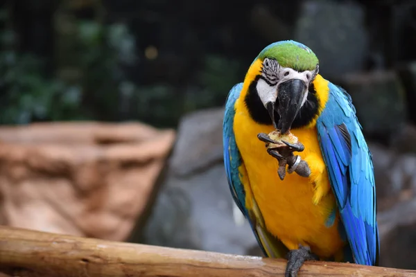 Gros Plan Aras Bleu Jaune Perché Sur Branche — Photo