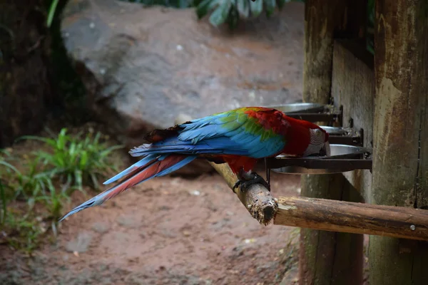 Gros Plan Aras Écarlate Perché Sur Branche — Photo