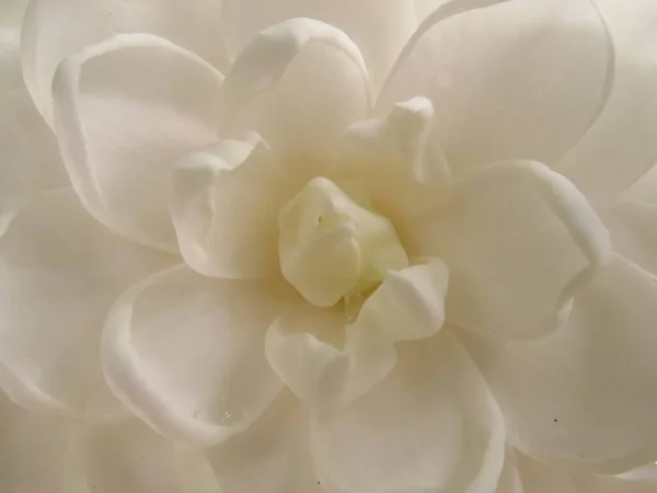 Parlak Beyaz Bir Kamelya Çiçeğinin Makro Görüntüsü — Stok fotoğraf