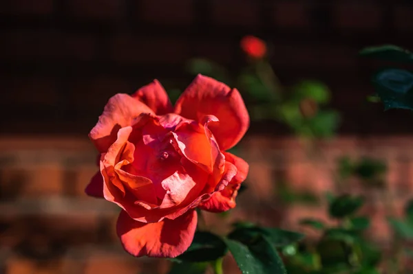 Mise Point Sélective Une Délicate Rose Rouge — Photo