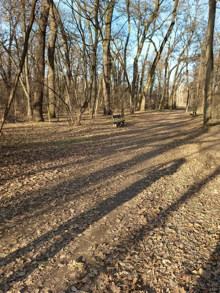 秋の公園の美しいショット — ストック写真