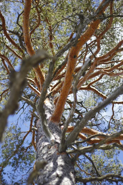 Tiro Vertical Ângulo Baixo Uma Árvore Alta Com Branche Sem — Fotografia de Stock