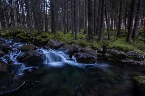 Una Splendida Vista Una Foresta Con Fiume Circondato Sacco Alberi — Foto Stock