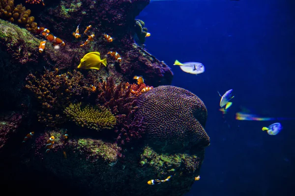 A shot of beautiful sea life - an undersea province