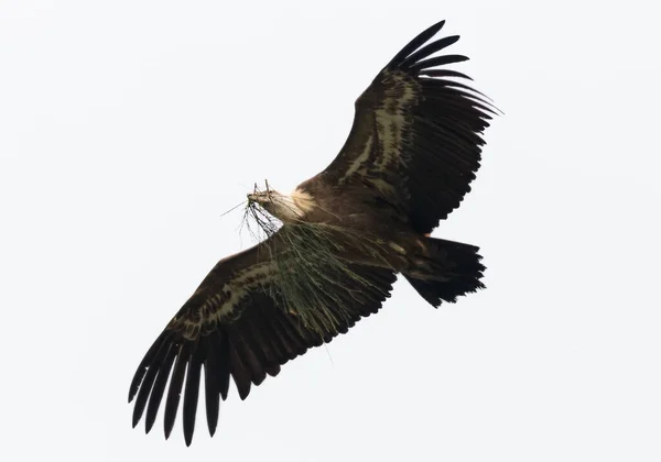 Ein Entzückender Gänsegeier Flug — Stockfoto