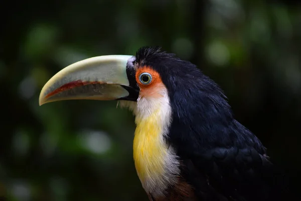 Een Selectieve Focusshot Van Een Toekan Met Groen Achtergrond — Stockfoto