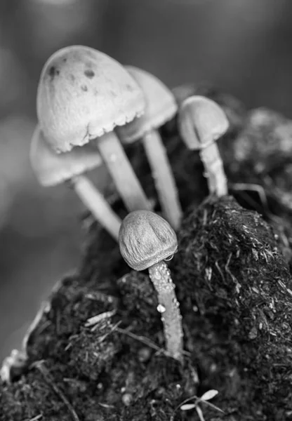 Een Grijs Shot Van Paddestoelen Koeienmest — Stockfoto