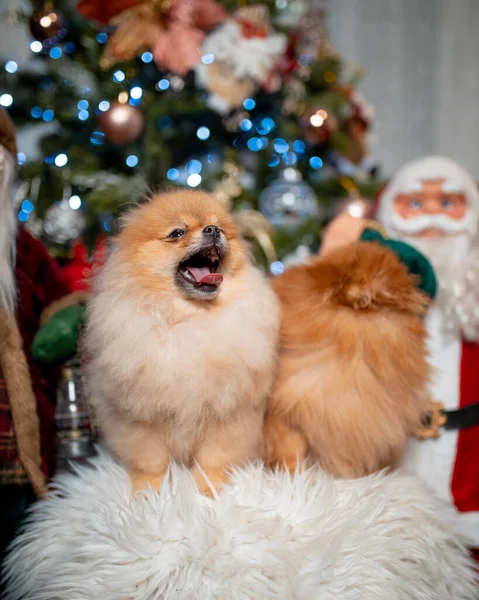 Избирательный Снимок Милых Померанских Собак Окружении Рождественских Украшений — стоковое фото