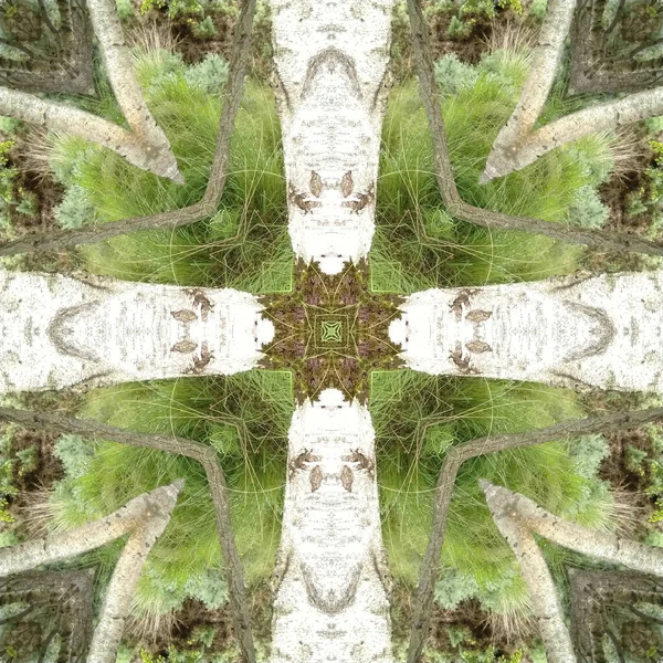 Vertical Kaleidoscope Pattern Tree Trunks Grass — Stock Photo, Image