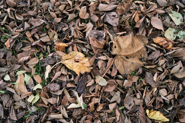 Clsoeup Skott Höst Torkade Blad — Stockfoto