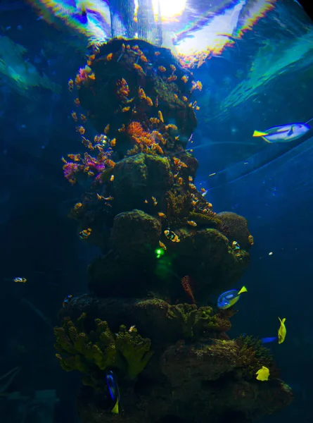 Een Verticaal Shot Van Prachtige Vissen Uit Onderwaterwereld — Stockfoto