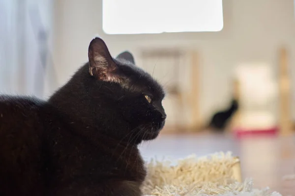 Избирательный Снимок Красивой Черной Кошки Лежащей Полу — стоковое фото