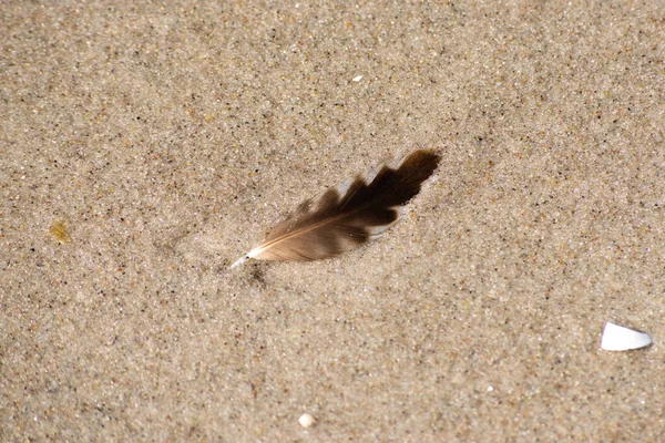 Detailní Záběr Malého Peří Racka Písku — Stock fotografie