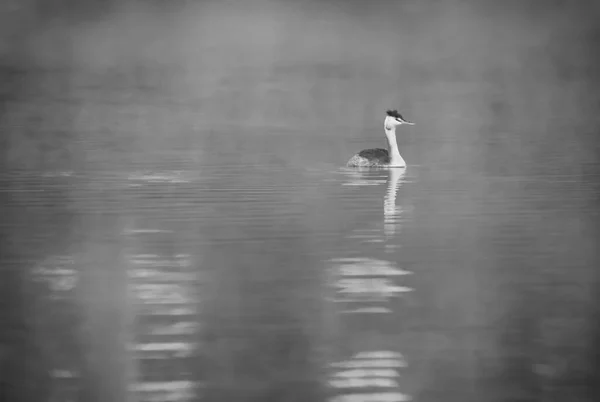 Cliché Niveaux Gris Grand Grèbe Nageant Dans Lac — Photo