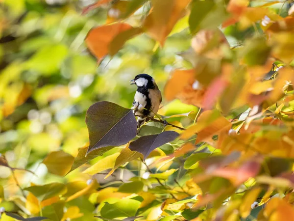 Selective Focus Shot Cute Japanese Tit Sitting Tree Branch — ストック写真