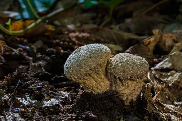 Een Close Shot Van Kleine Paddestoelen Groeiend Een Woud — Stockfoto