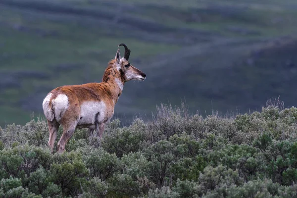 Selective Focus Shot Pronghorn Antelope Field — Stock Photo, Image