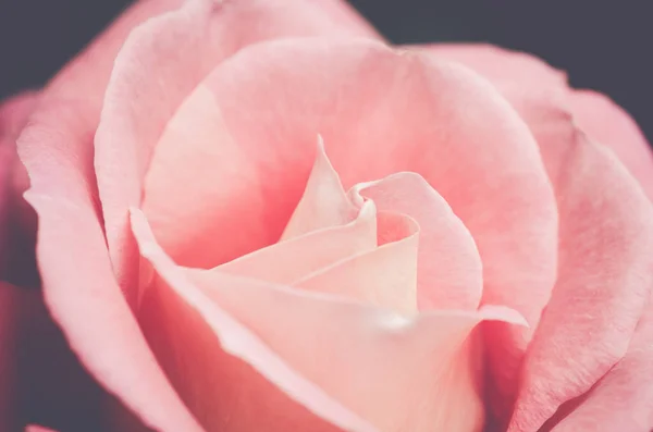 Una Macro Toma Una Rosa Rosa Bellamente Florecida Ideal Para — Foto de Stock