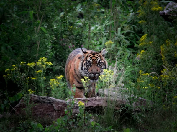 Vacker Bild Tiger Redo Att Attackera — Stockfoto