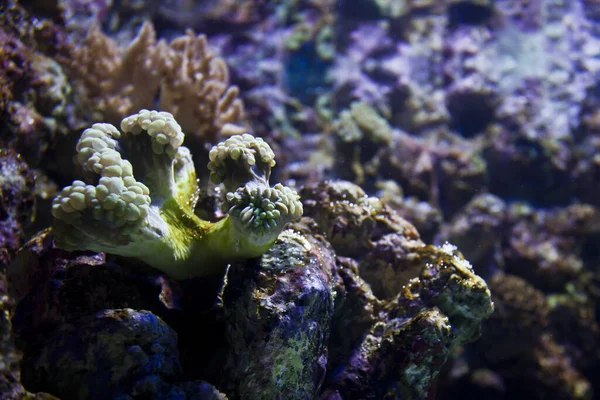 Прекрасний Знімок Підводного Життя — стокове фото
