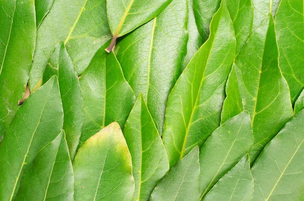 Eine Nahaufnahme Von Grünen Lorbeerblättern — Stockfoto