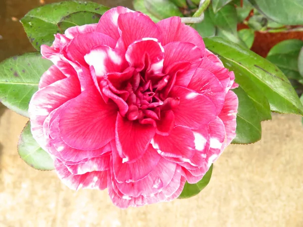 Zbliżenie Strzał Jasnoróżowego Camellia Kwiatu Świecącego Ogrodzie — Zdjęcie stockowe