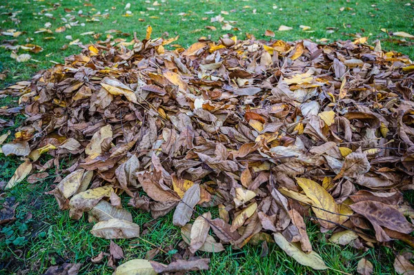 Eine Selektive Fokusaufnahme Gefallener Herbstblätter Auf Dem Gras — Stockfoto