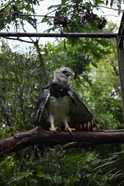 Vertical Shot Papuan Eagle Perched Branch — Stock Photo, Image