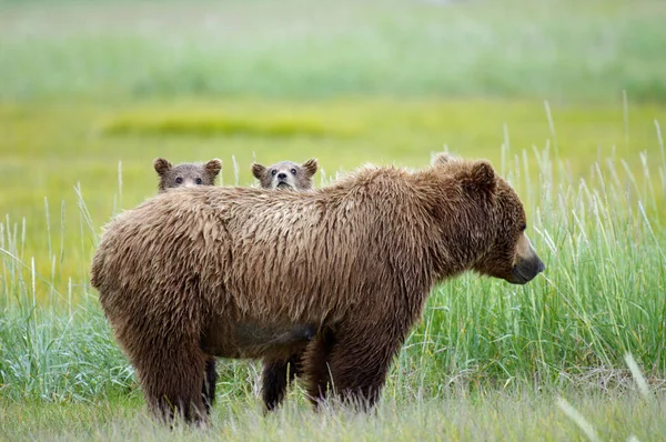 Національному Парку Катмай Аляска Сша Двома Полохливими Ведмедями Ведмедями — стокове фото