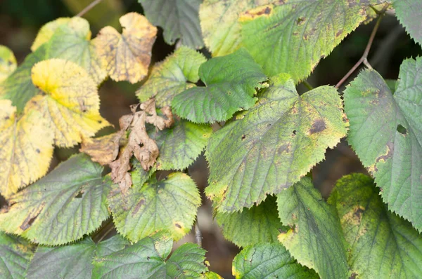 Inquadratura Selettiva Delle Foglie Nocciola Autunnale — Foto Stock