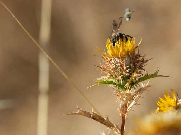 Närbild Ett Som Pollinerar Blomma — Stockfoto