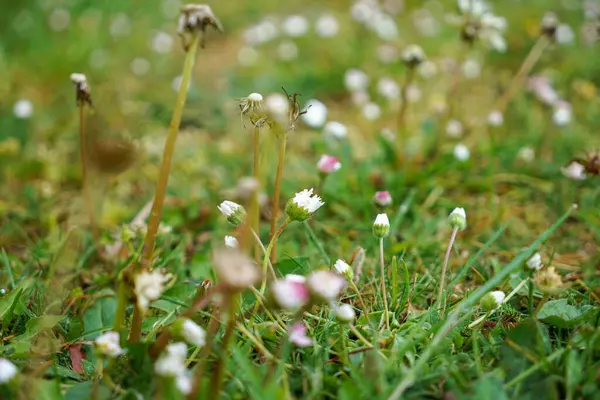 緑の芝生の上で成長する小さな白い花の選択的な焦点ショット — ストック写真