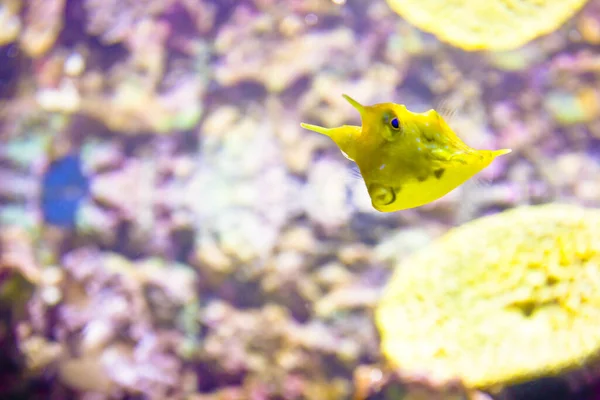 Colpo Messa Fuoco Selettiva Divertente Cornuto Pesce Scatola — Foto Stock