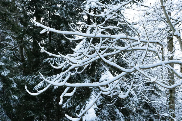 Belo Tiro Galhos Árvores Cobertos Neve Uma Floresta Inverno — Fotografia de Stock