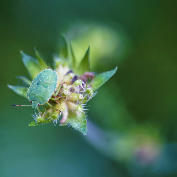 Ett Makro Liten Gren Insekt Växt — Stockfoto