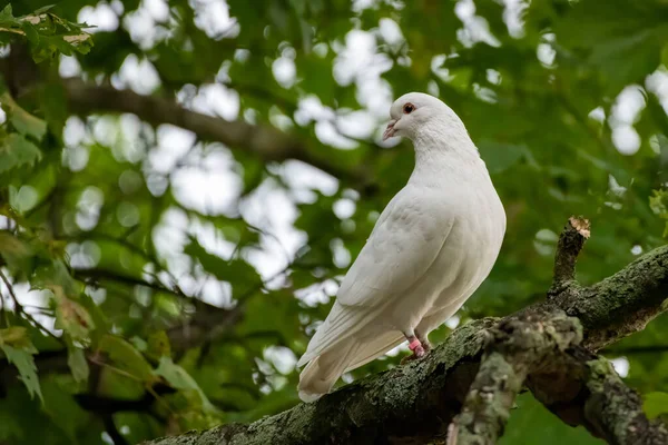 Een Selectieve Focus Close Van Een Witte Duif Zittend Boomtak — Stockfoto