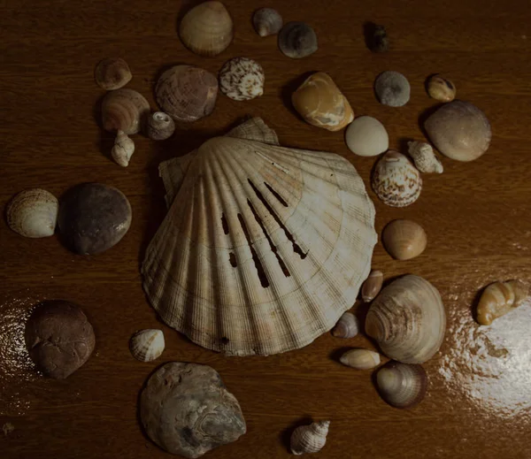 様々な美しい貝殻の絶景 — ストック写真