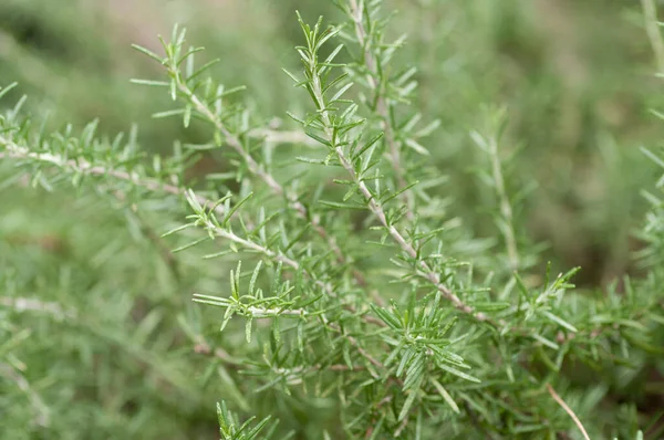 Selective Focus Shot Rosemary Plant — Stock Photo, Image