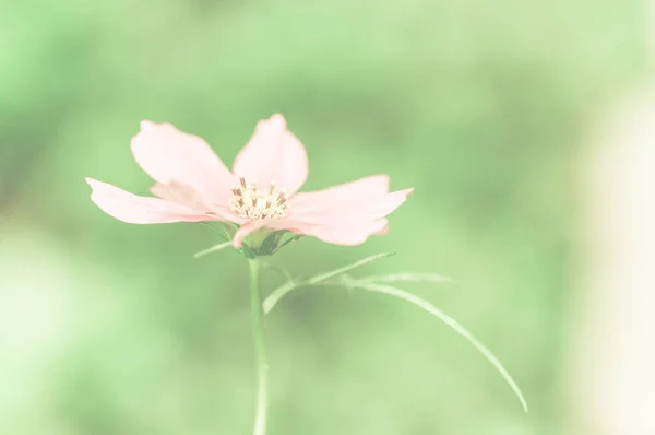 一个美丽的粉色宇宙花朵的选择性聚焦镜头 — 图库照片