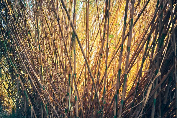 Belo Tiro Hastes Bambu Secas Pôr Sol — Fotografia de Stock