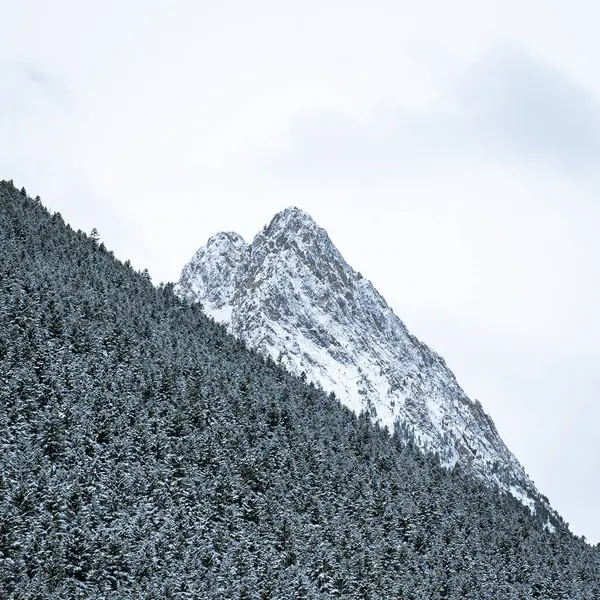 Beau Cliché Une Forêt Sapins Hiver Près Des Montagnes — Photo