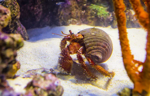 Een Close Van Oranje Heremietkreeft Onderwater Leven — Stockfoto