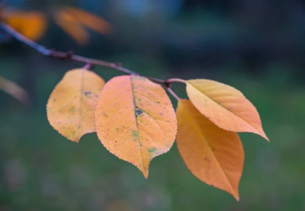 Enfoque Selectivo Hojas Coloridas Otoño Una Rama —  Fotos de Stock