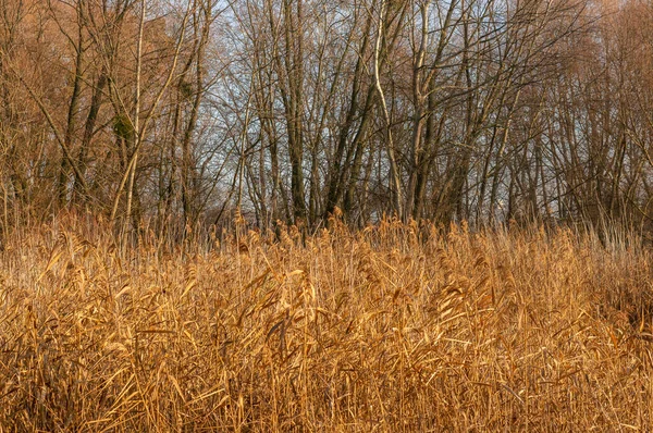 Een Horizontaal Shot Van Herfst Dood Gras — Stockfoto