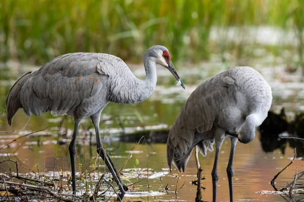 Eine Selektive Nahaufnahme Von Kranichvögeln Auf Einem Teich — Stockfoto