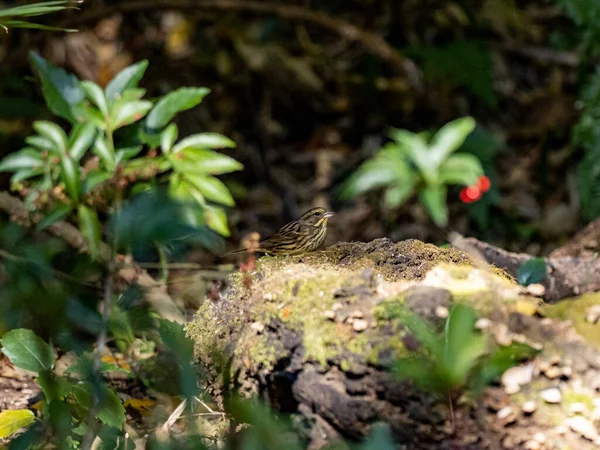 Une Mise Point Sélective Mignon Bruant Noir Sur Rocher — Photo