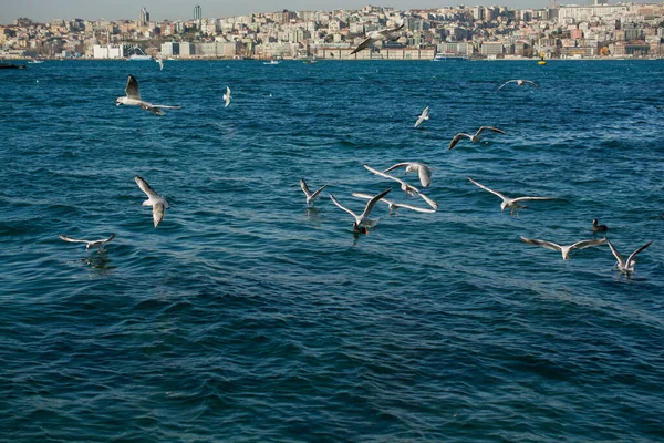 Primer Plano Gaviotas Volando Sobre Agua —  Fotos de Stock