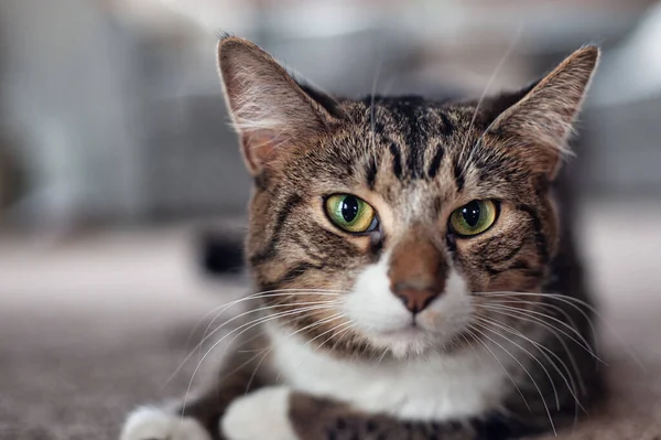 Una Toma Selectiva Enfoque Gato Mirando Una Dirección Recta —  Fotos de Stock